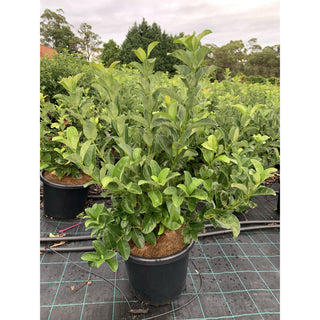Sweet Viburnum Xxlarge 400Mm/45Lt Bags Pot Odoratissimum Plants