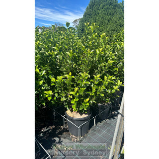 Sweet Viburnum Xxxlarge 500Mm 75Lt Pot Odoratissimumi Plants