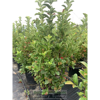Sweet Viburnum Xxxlarge 500Mm 75Lt Pot Odoratissimum Plants