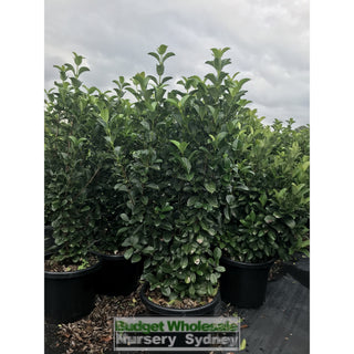Sweet Viburnum Xxxlarge 500Mm 75Lt Pot Odoratissimum Plants