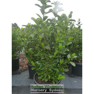 Sweet Viburnum Xxxlarge 500Mm 75Lt Pot Odoratissimum Plants