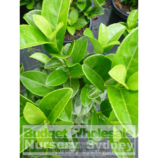 Sweet Viburnum Xxxlarge 500Mm 75Lt Pot Odoratissimum Plants