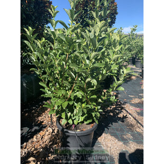 Sweet Viburnum Xxxlarge 500Mm 75Lt Pot Odoratissimum Plants
