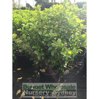Sweet Viburnum Xxxlarge 500Mm 75Lt Pot Odoratissimum Plants