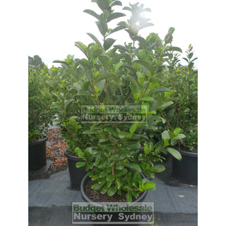 Sweet Viburnum Xxxlarge 500Mm 75Lt Pot Odoratissimum Plants