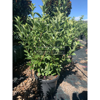 Sweet Viburnum Xxxlarge 500Mm 75Lt Pot Odoratissimum Plants
