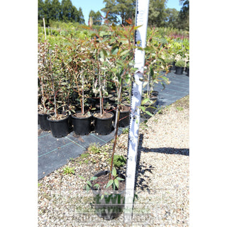Sydney Blue Gum Tree 200Mm Pot. Eucalyptus Saligna Plants