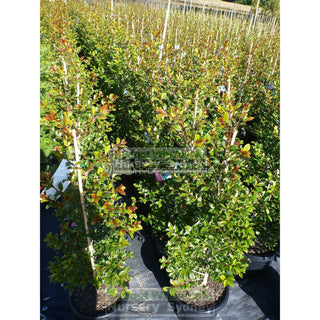 Syzygium Backyard Bliss Xlarge 300Mm Pot Lily Pilly Plants