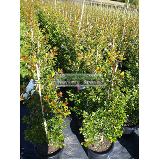 Syzygium Backyard Bliss Xlarge 300Mm Pot Lily Pilly Plants