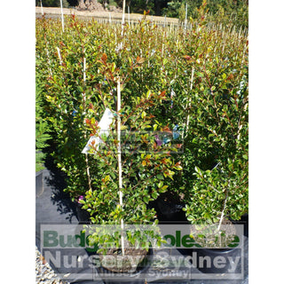 Syzygium Backyard Bliss Xlarge 300Mm Pot Lily Pilly Plants