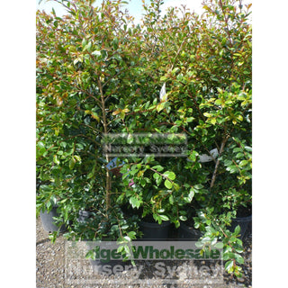 Syzygium Backyard Bliss Xlarge 300Mm Pot Lily Pilly Plants