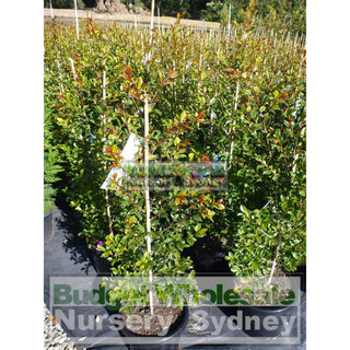 Syzygium Backyard Bliss Xlarge 300Mm Pot Lily Pilly Plants