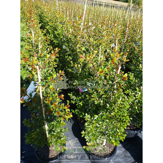 Syzygium Backyard Bliss Xlarge 300Mm Pot Lily Pilly Plants