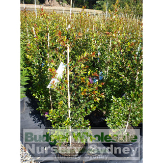 Syzygium Backyard Bliss Xlarge 300Mm Pot Lily Pilly Plants