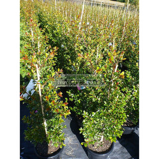 Syzygium Backyard Bliss Xlarge 300Mm Pot Lily Pilly Plants