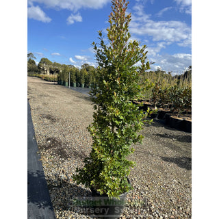 Syzygium Backyard Bliss Xxlarge 400Mm Pot Lily Pilly Plants