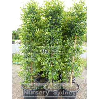 Syzygium Backyard Bliss Xxlarge 400Mm Pot Lily Pilly Plants