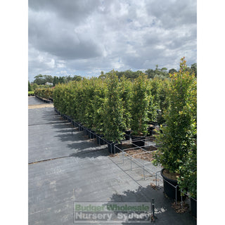 Syzygium Backyard Bliss Xxlarge 400Mm Pot Lily Pilly Plants