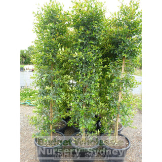 Syzygium Backyard Bliss Xxlarge 400Mm Pot Lily Pilly Plants