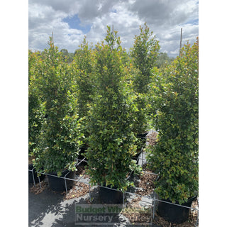 Syzygium Backyard Bliss Xxlarge 400Mm Pot Lily Pilly Plants