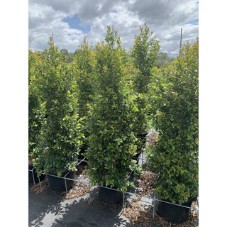Syzygium Backyard Bliss Xxlarge 400Mm Pot Lily Pilly Plants