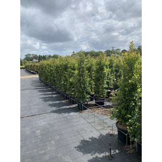 Syzygium Backyard Bliss Xxlarge 400Mm Pot Lily Pilly Plants
