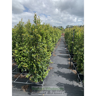 Syzygium Backyard Bliss Xxlarge 400Mm Pot Lily Pilly Plants