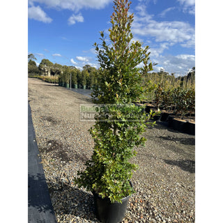 Syzygium Backyard Bliss Xxlarge 400Mm Pot Lily Pilly Plants