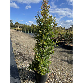 Syzygium Backyard Bliss Xxlarge 400Mm Pot Lily Pilly Plants