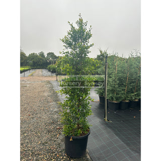 Syzygium Backyard Bliss Xxxlarge 500Mm Pot / 75L Bag Lily Pilly Plants