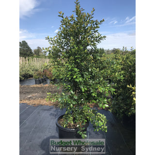 Syzygium Backyard Bliss Xxxlarge 500Mm Pot / 75L Bag Lily Pilly Plants