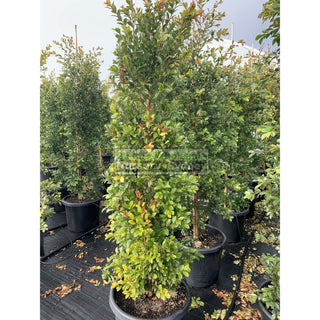 Syzygium Backyard Bliss Xxxlarge 500Mm Pot / 75L Bag Lily Pilly Plants