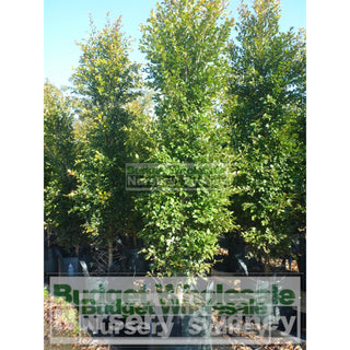 Syzygium Backyard Bliss Xxxlarge 500Mm Pot / 75L Bag Lily Pilly Plants