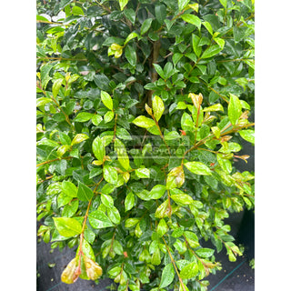 Syzygium Backyard Bliss Xxxlarge 500Mm Pot / 75L Bag Lily Pilly Plants
