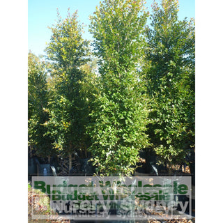 Syzygium Backyard Bliss Xxxlarge 500Mm Pot / 75L Bag Lily Pilly Plants