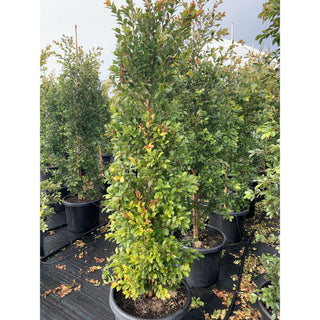Syzygium Backyard Bliss Xxxlarge 500Mm Pot / 75L Bag Lily Pilly Plants