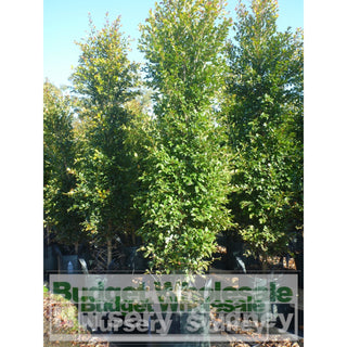 Syzygium Backyard Bliss Xxxlarge 500Mm Pot / 75L Bag Lily Pilly Plants