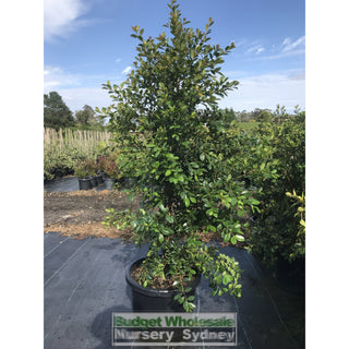 Syzygium Backyard Bliss Xxxlarge 500Mm Pot / 75L Bag Lily Pilly Plants