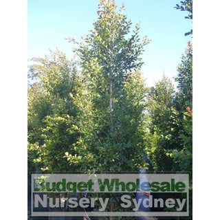 Syzygium Backyard Bliss Xxxlarge 500Mm Pot / 75L Bag Lily Pilly Plants
