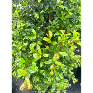 Syzygium Backyard Bliss Xxxlarge 500Mm Pot / 75L Bag Lily Pilly Plants
