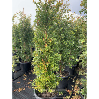 Syzygium Backyard Bliss Xxxlarge 500Mm Pot / 75L Bag Lily Pilly Plants