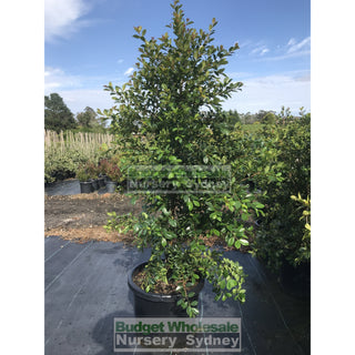 Syzygium Backyard Bliss Xxxlarge 500Mm Pot / 75L Bag Lily Pilly Plants