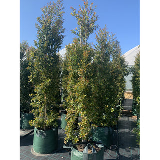 Syzygium Backyard Bliss Xxxxl Super Large 100Lt Bag Lily Pilly Plants