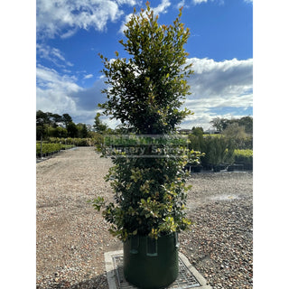 Syzygium Backyard Bliss Xxxxl Super Large 100Lt Bag Lily Pilly Plants