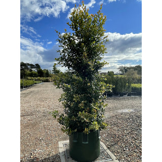 Syzygium Backyard Bliss Xxxxl Super Large 100Lt Bag Lily Pilly Plants