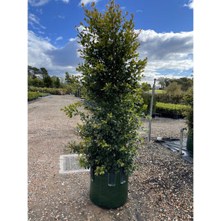 Syzygium Backyard Bliss Xxxxl Super Large 100Lt Bag Lily Pilly Plants