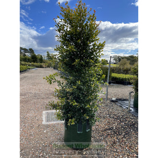 Syzygium Backyard Bliss Xxxxl Super Large 100Lt Bag Lily Pilly Plants