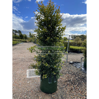 Syzygium Backyard Bliss Xxxxl Super Large 100Lt Bag Lily Pilly Plants