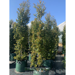 Syzygium Backyard Bliss Xxxxl Super Large 100Lt Bag Lily Pilly Plants