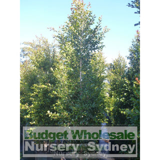 Syzygium Backyard Bliss Xxxxl Super Large 100Lt Bag Lily Pilly Plants